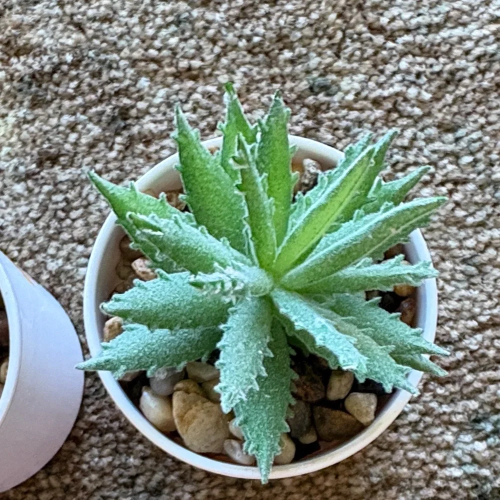 Elegant Green Faux Succulent Planters